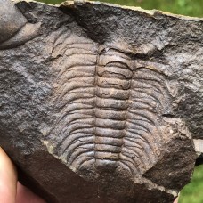 Paradoxides gracilis